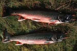 Arctic char