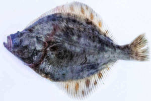 Flounder fish
